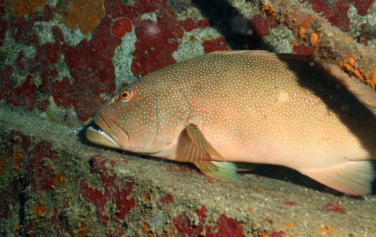 Thailand 2015 - Ko Tao - Merou Saumonee leopard - Plectropomus leopardus _IMG_3660_rc.jpg